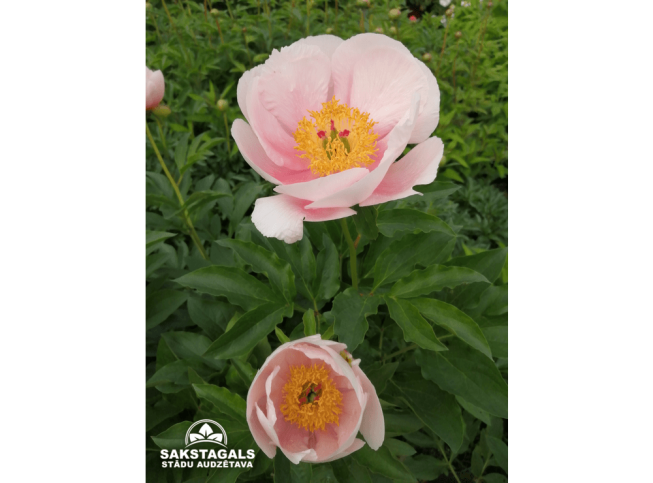 Paeonia   'Soft Salmon Saucer'